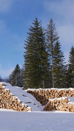 Trees on snow covered field against sky