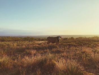 Sheep on field against clear sky