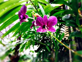 Close-up of purple flowers