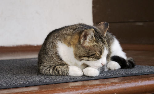 Close-up of cat sleeping