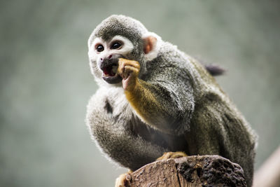 Close-up portrait of monkey