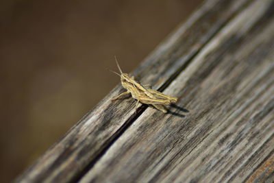 Close-up of grasshopper on wood