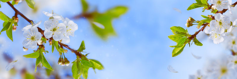 Fresh beautiful flowers of the apple tree blooming in the spring