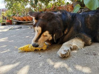 Dog lying down