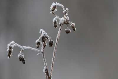 Close-up of frozen plant