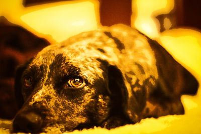 Close-up portrait of a dog