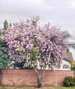 Pink cherry blossoms in spring