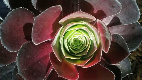 Close-up of prickly pear cactus