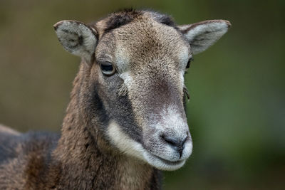 Close-up portrait of sheep