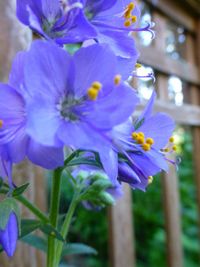 Close-up of purple flowering plant