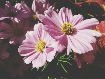 Close-up of pink flowers blooming outdoors