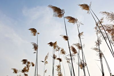 Low angle view of coconut palm trees against sky