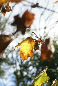 Close-up of leaves on tree