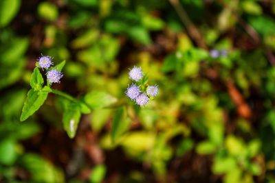 Close-up of purple flowering plant