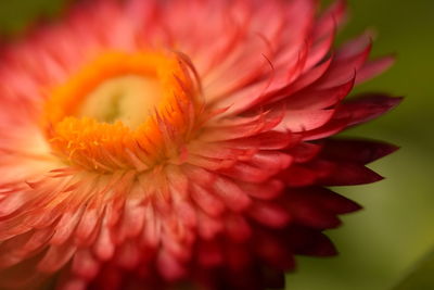 Close-up of red flower