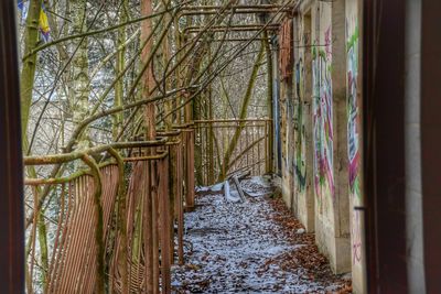 Narrow walkway along trees