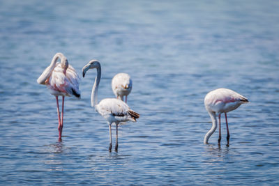 Flock of flamingo birds in sea