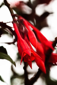 Close-up of red rose flower