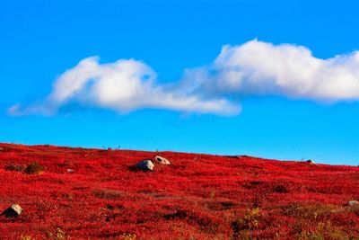 Scenic view of field against blue sky