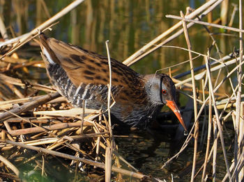 Bird perching on a lake