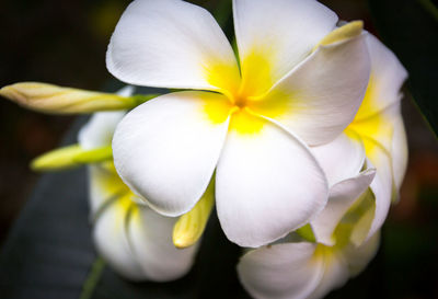 Close-up of white flowering plant