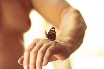 Close-up of butterfly on hand