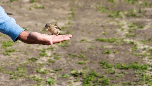 Close-up of hand holding sparrow