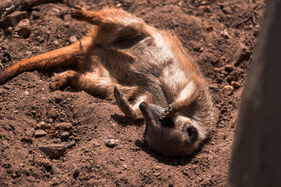 Meerkat playing in dirt