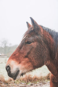 Close-up of a horse on field