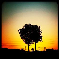 Silhouette trees at sunset