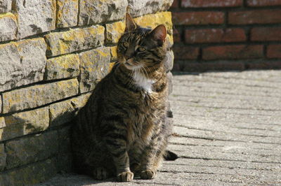 Cat sitting infront of a wall