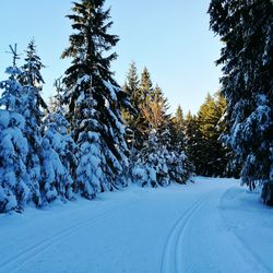 Trees on snow covered landscape against sky