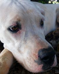 Close-up portrait of dog