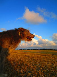 Scenic view of farm field against sky