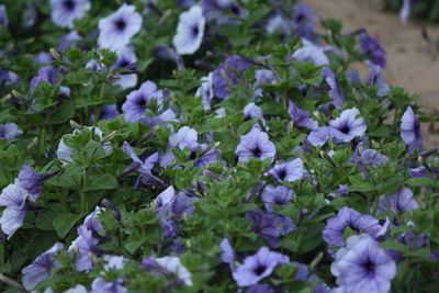 Close-up of purple flowers blooming outdoors