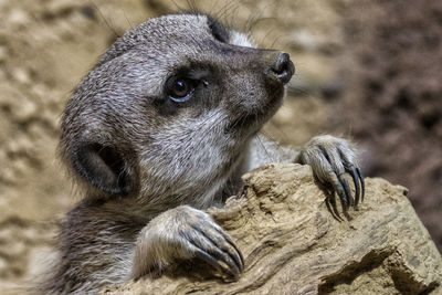 Close-up of an meerkat