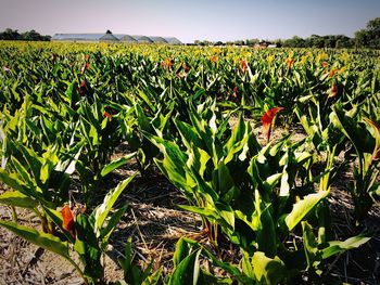 Scenic view of agricultural field