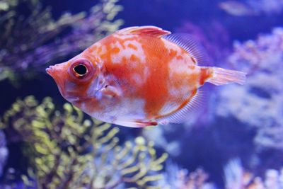 Close-up of fish swimming in sea