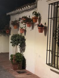 Potted plants outside house