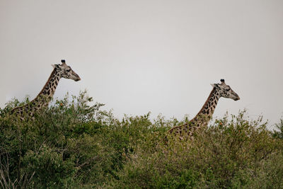 giraffe