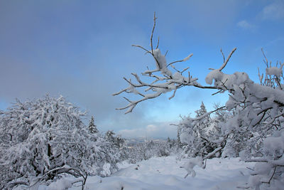 Snow covered plants against sky