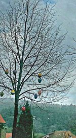 Bare trees against sky