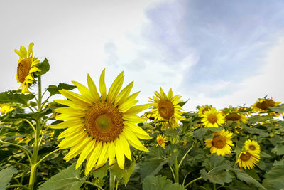 Close-up of yellow flowering plants on field against sky