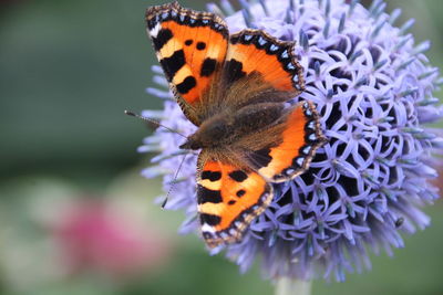 Close-up of butterfly on purple flower