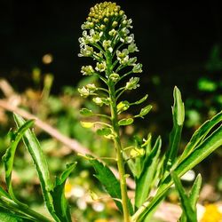 Close-up of green leaves