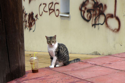 Portrait of cat sitting on floor against wall