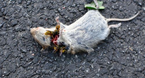 Close-up of wasps feeding on dead mouse