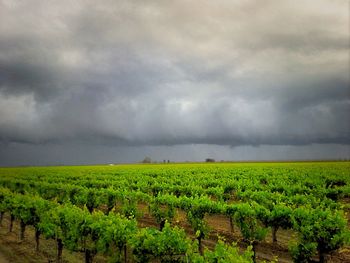 Scenic view of field against cloudy sky