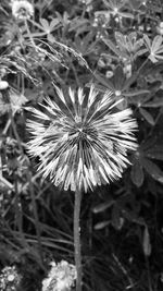 Close-up of dandelion on field