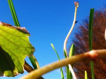 Close-up of fresh green plants against clear blue sky